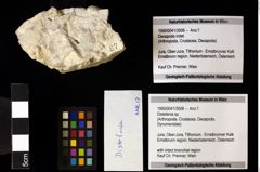 Foto (Objekt + Etiketten) von Distefania sp. 